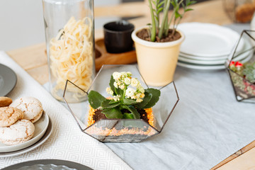 Florarium with live plants on the kitchen table on the background of a beautifully decorated table.