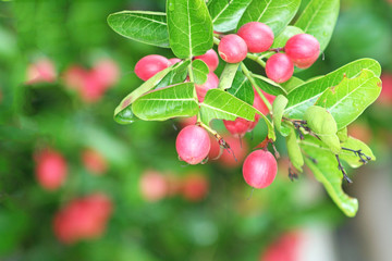 Colorful red karonda tropical fruit or Carunda ,Christ's thorn hanging on tree 