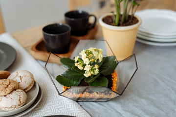 Florarium with live plants on the kitchen table on the background of a beautifully decorated table.