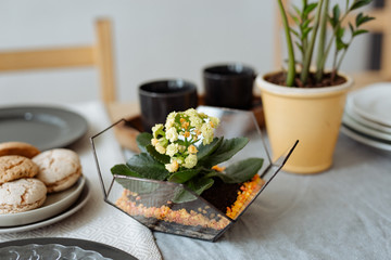 Florarium with live plants on the kitchen table on the background of a beautifully decorated table.