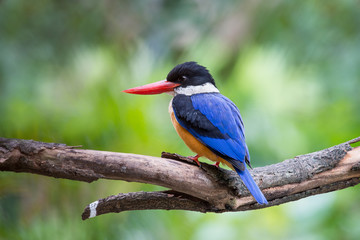 Black-Capped Kingfisher has a purple-blue wings and back, black head and shoulders, white neck collar and throat, and rufous underparts.
