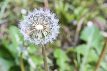 Dandelion receptacle