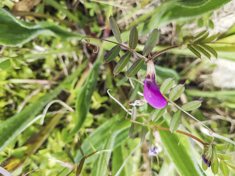 Common vetch or arbeja