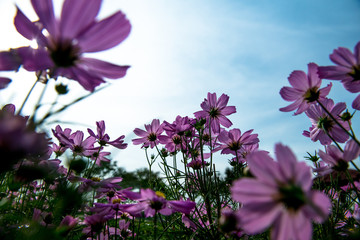 Pink Cosmos Flowers with sky - 206661516