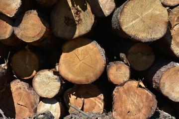 wallpaper sawn large coniferous trees close-up, wooden textured background