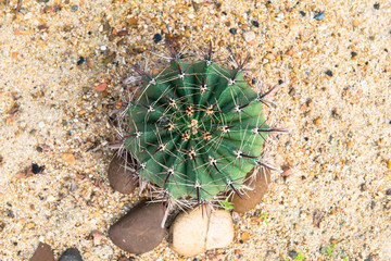 top view Cactus background texture
