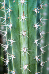 closeup green Cactus background texture