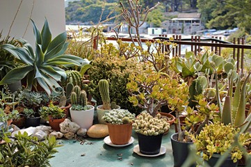 Cactus garden on a Mediterranean island with lush succulent pot plants