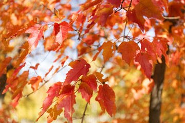 Red and orange leaves background. Autumn foliage.