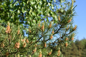 branch of a blossoming pine tree close-up on a soft green blurred background, blue sky