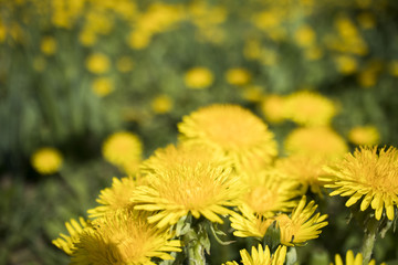 Spring background of yellow dandelion meadow