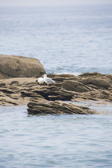 Mouettes sur les rochers à Quiberon