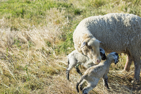 Oveja con dos corderos reci&eacute;n nacidos en el campo