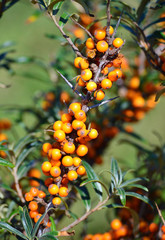 Sea buckthorn berries