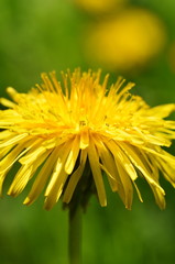 Closeup on bright yellow dandelion Taraxacum vulgare flowering in a meadow