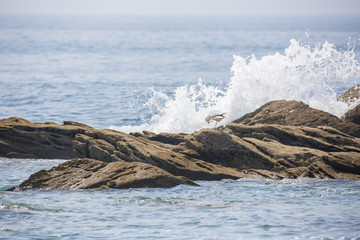 Mouettes sur les rochers à Quiberon