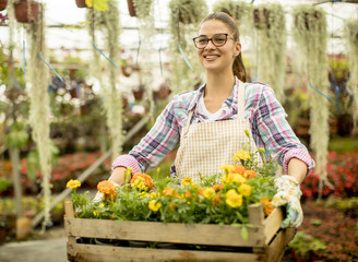 Young woman holding a wooden box full of spring flowers in the greenhouse