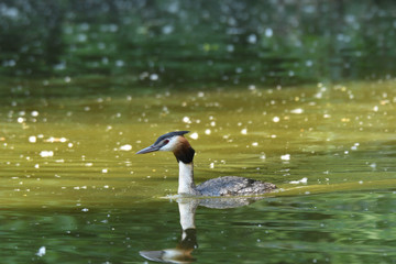 dabchick crested swimming on the lake grebe