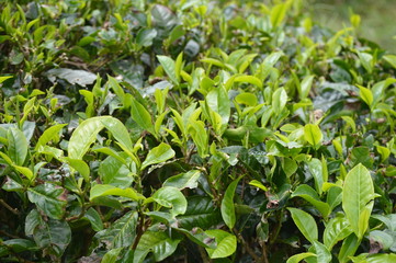 Tea Plantation In Cameron Highland