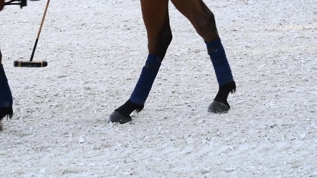 Low section horses and players during polo match with mallet and ball, slow motion