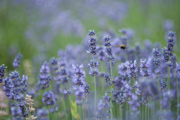 Lavender flowers in lavender field.