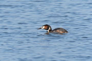 dabchick crested swimming on the lake grebe