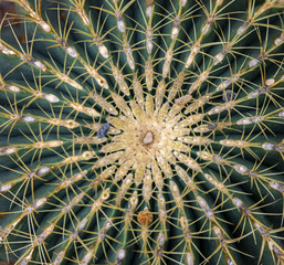 Detail of the Golden barrel cactus