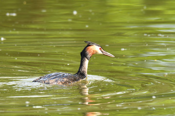 crested crebe floating swimming on the lake 