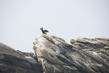 Obraz premium Parade du grand cormoran