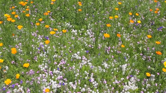Fiori di Campo Colorati, Field Colored Flowers