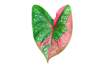 Caladium Heart shape leaf  ,Queen of the Leafy Plants isolated on white background  