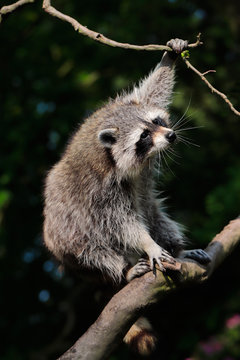 Common raccon on the tree branch