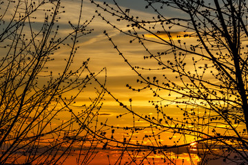 Swollen buds of branches on the background of a picturesque, spring sky at sunset