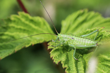 Grasshopper sits on a plant