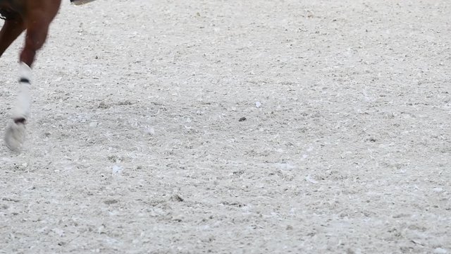 Low section horses and players during polo match with mallet and ball, slow motion