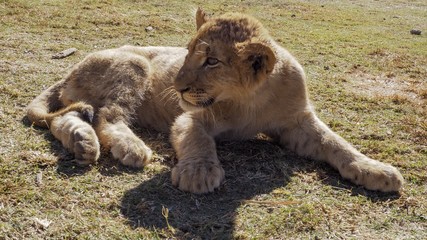 Lion cub sitting in an open field with warm sunlight.