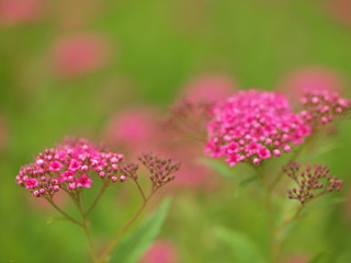 シモツケの花