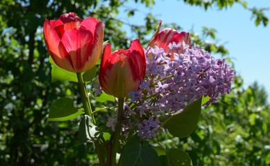 Тюльпаны и сирень, весенний букет