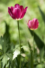 Two common beautiful bright pink tulip with green leaves in spring time garden in bloom, flowering ornamental plant