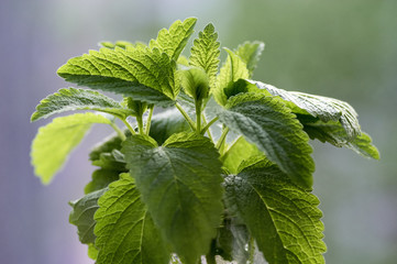 Melissa officinalis healthy herb, lemon balm stems with green leaves in transparent glass vase