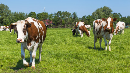 Fototapeta na wymiar A group of curious brown spotted Dutch cows outside on a meadow
