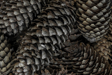 Fir Cones Brown and Sharp Macro Background Surface
