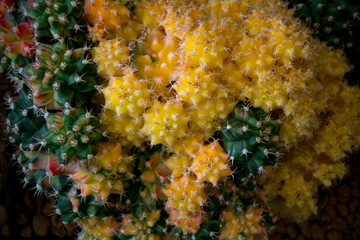 colorful beautiful cactus on black background