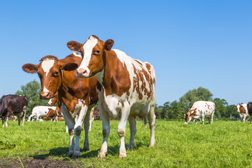 Naklejka na ściany i meble A group of curious brown spotted Dutch cows outside on a meadow