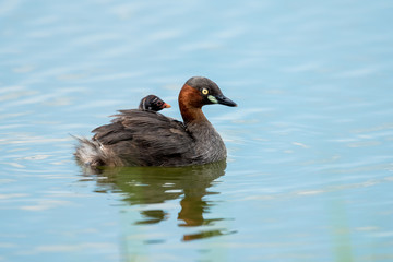 little grebe also known as dabchick, is a member of the grebe family of water birds