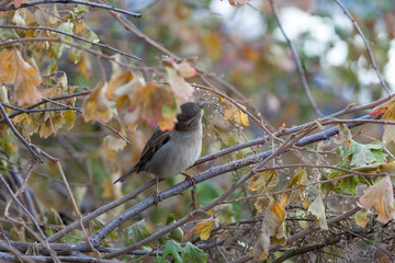 A house sparrow sitting on a branch