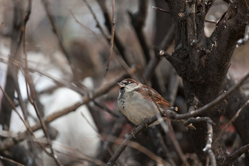 A house sparrow sitting on a branch