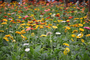 Fototapeta premium Garden With Flowers In Cameron Highland