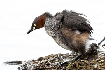 little grebe also known as dabchick, is a member of the grebe family of water birds
