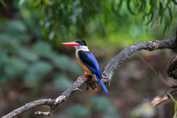 Black-Capped Kingfisher has a purple-blue wings and back, black head and shoulders, white neck collar and throat, and rufous underparts.